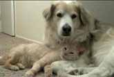 "Thomas O�Malley Flufferpants" Loves "Murkins" The Dog