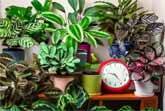 How Plants Move In A 24-hour Period